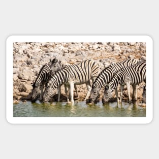 Zebras at the waterhole, Etosha National Park, Namibia Sticker